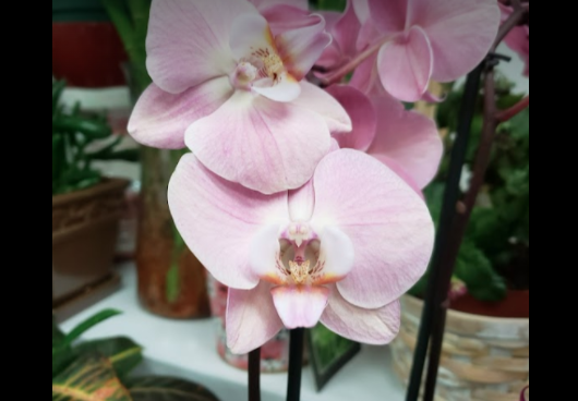 Lucky Star Gift & Flowers | 1648 St Clair Ave W, Toronto, ON M6H 1H8, Canada | Phone: (416) 653-6140
