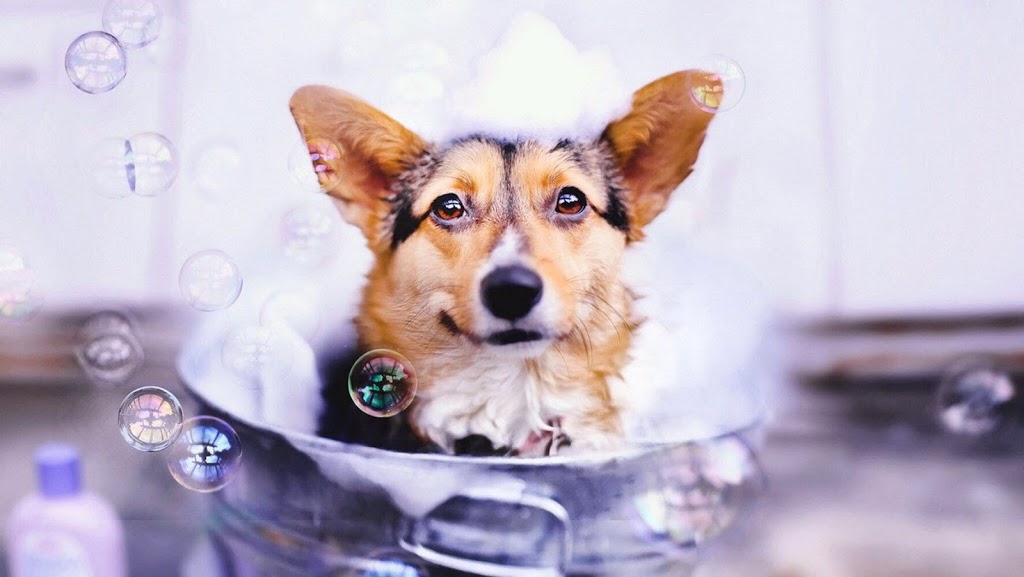 Beauté Animale Caro-Lyne | 158 Rue Olivier, Saint-Alphonse-de-Granby, QC J0E 2A0, Canada | Phone: (450) 956-1641