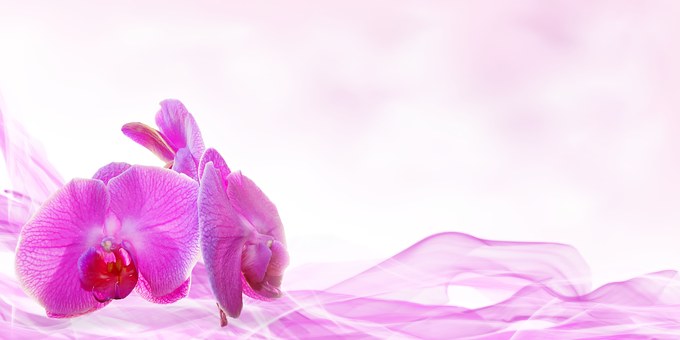 Shannon Froland, Wellness Massage and Reflexolofy | 1575 Burnley Pl, Victoria, BC V8N 5A4, Canada | Phone: (250) 893-9551