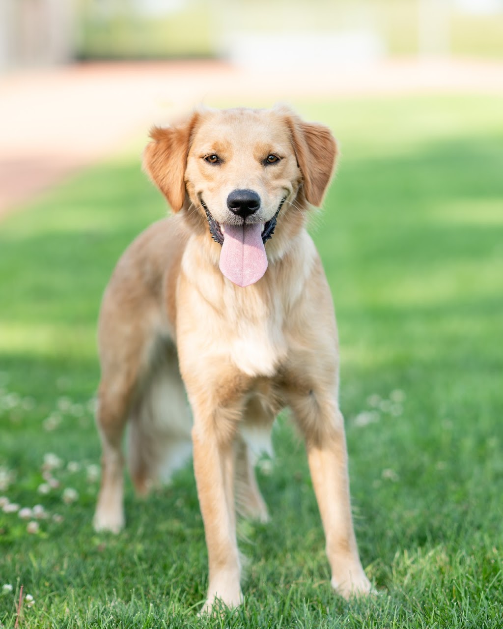 Camp Shake-A-Paw | 3023 Westdel Bourne, London, ON N6P 1N2, Canada | Phone: (226) 458-4488