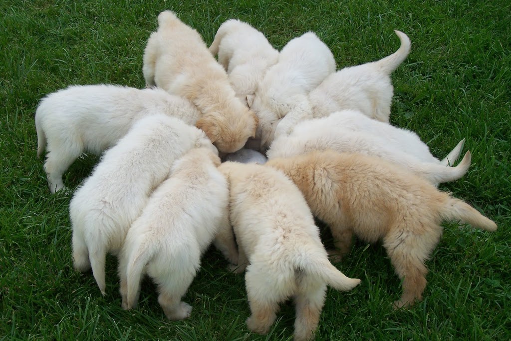 Whispering Acres Golden Retrievers | 415142 41st Line, Embro, ON N0J 1J0, Canada | Phone: (519) 475-0211