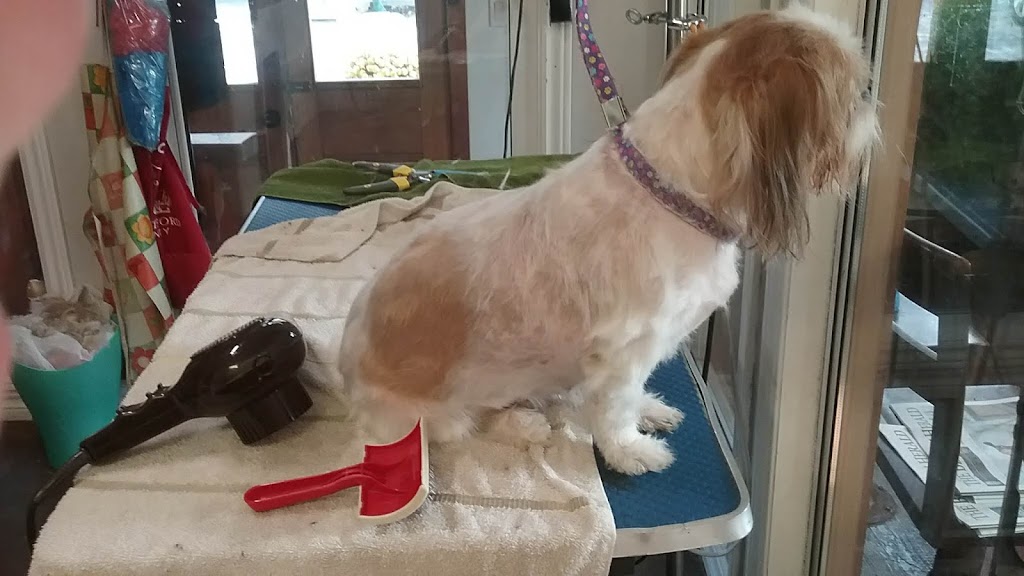 The Groomer | 255 Wellington St S, St. Marys, ON N4X 1B8, Canada | Phone: (519) 284-0036