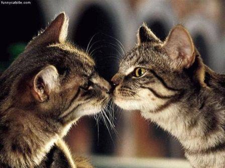 Islington Village Animal Hospital | 3852 Bloor St W, Etobicoke, ON M9B 1L1, Canada | Phone: (647) 347-2299