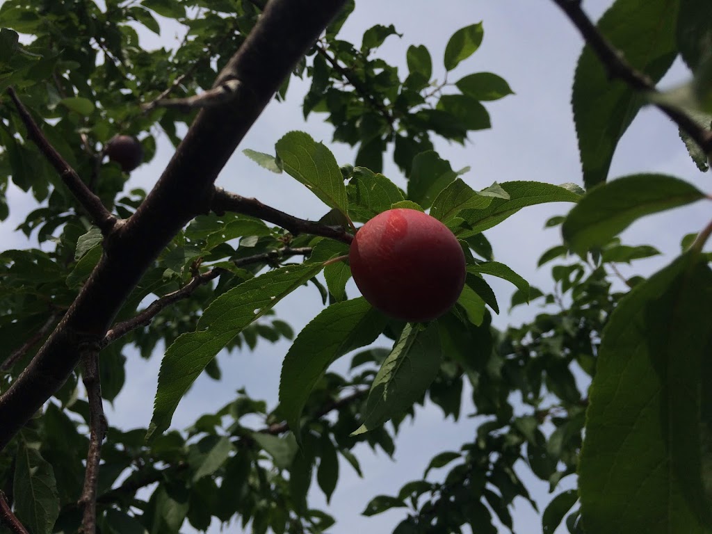 Verger Pépinière Bord-du-Lac | 1530 Chem. du Bord-du-Lac, LÎle-Bizard, QC H9E 1K3, Canada | Phone: (514) 606-3421