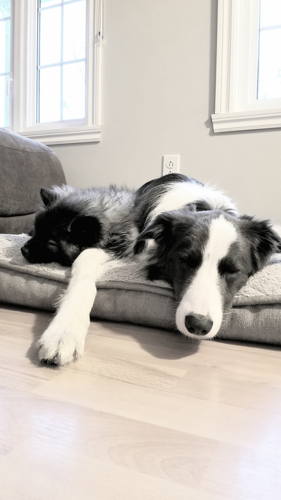 Sweet Home Keeshond | 591 6e rang, Saint-Rosaire, QC G0Z 1K0, Canada | Phone: (819) 350-9082