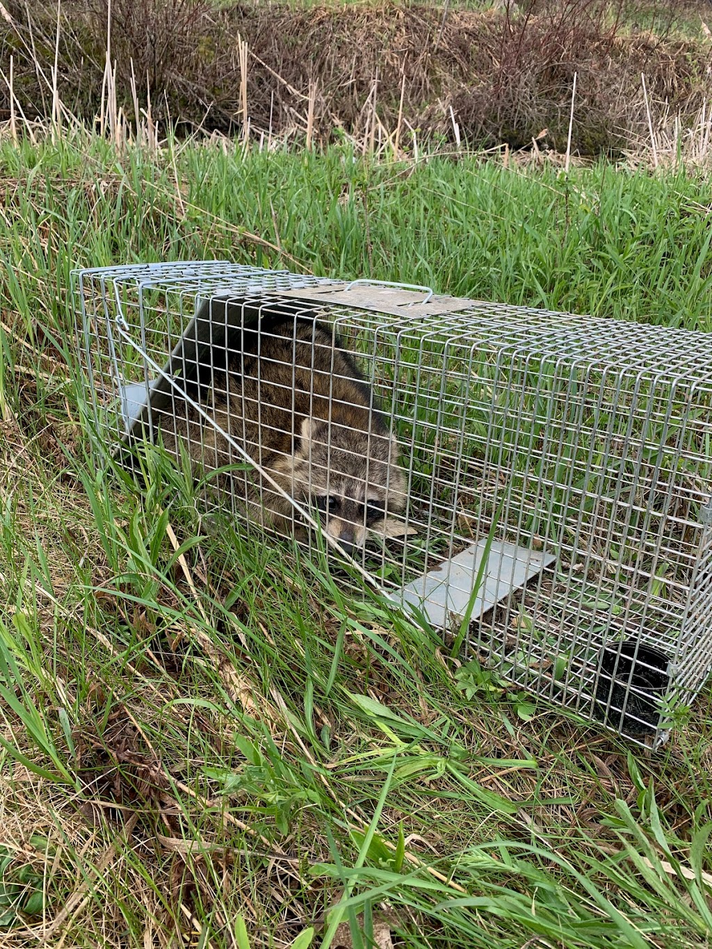Mr. Pests Control Ottawa & Gatineau | 1021 Avignon Ct, Orléans, ON K1C 2N4, Canada | Phone: (613) 620-1668
