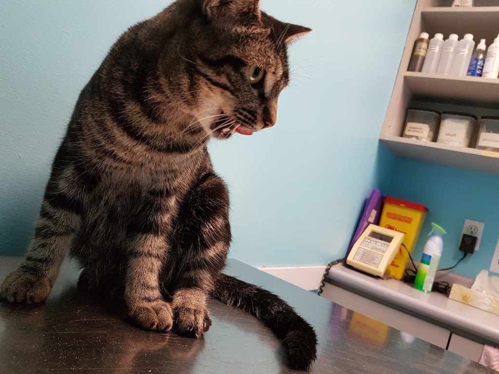 Brimley-Lawrence Animal Clinic | 807 Brimley Rd, Scarborough, ON M1J 1C9, Canada | Phone: (416) 266-9380