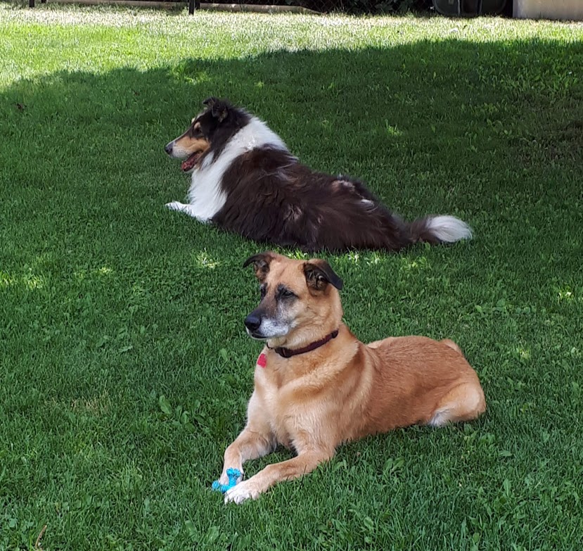 Royal K9 Korner | 611 Columbia St, Lillooet, BC V0K 1V0, Canada | Phone: (778) 209-7171