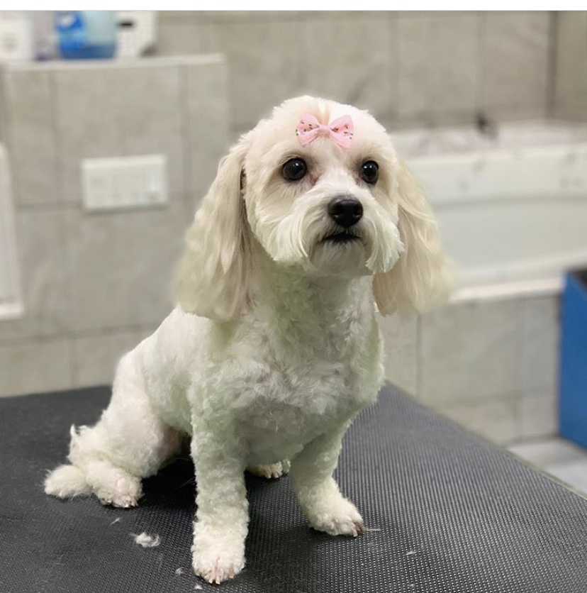 Pet Purfect | 5325 Harvester Rd, Burlington, ON L7L 5K4, Canada | Phone: (289) 348-5735