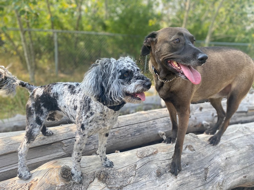 Coris K9 Training | 8545 44 Ave NW, Calgary, AB T3B 2R4, Canada | Phone: (403) 816-8811