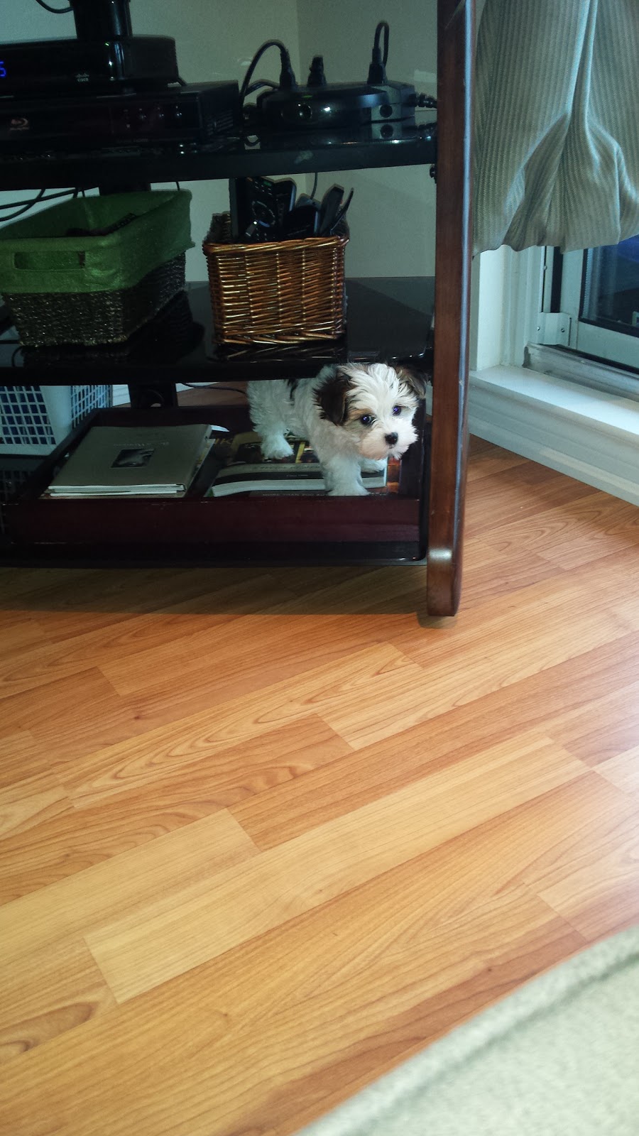 Purdypuppy | 6090 10 Sideroad, Cookstown, ON L0L 1L0, Canada | Phone: (905) 830-2290