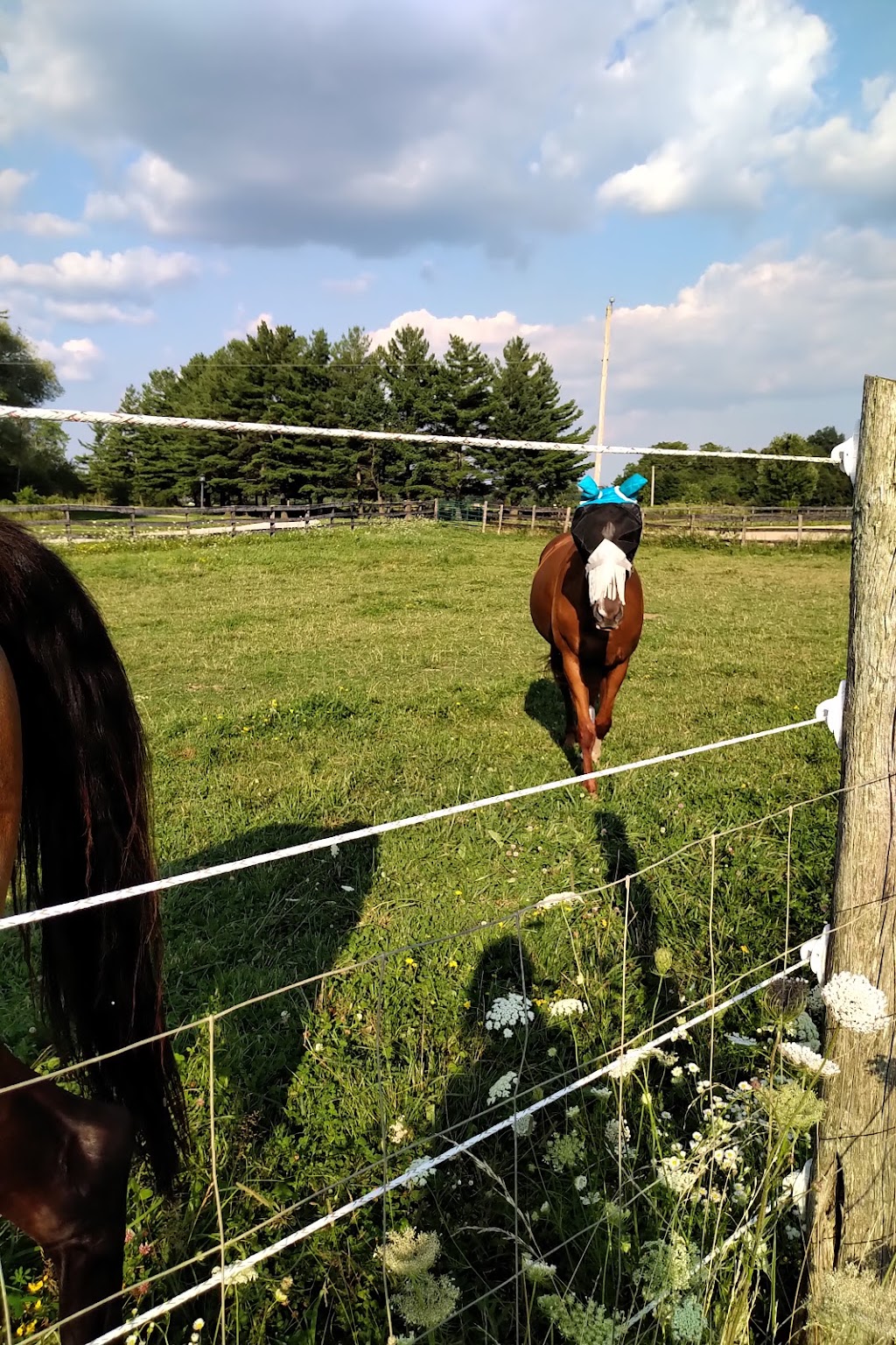 Stoneleigh Farm Alpacas | 9556 Charlton Dr, Denfield, ON N0M 1P0, Canada | Phone: (647) 654-1451