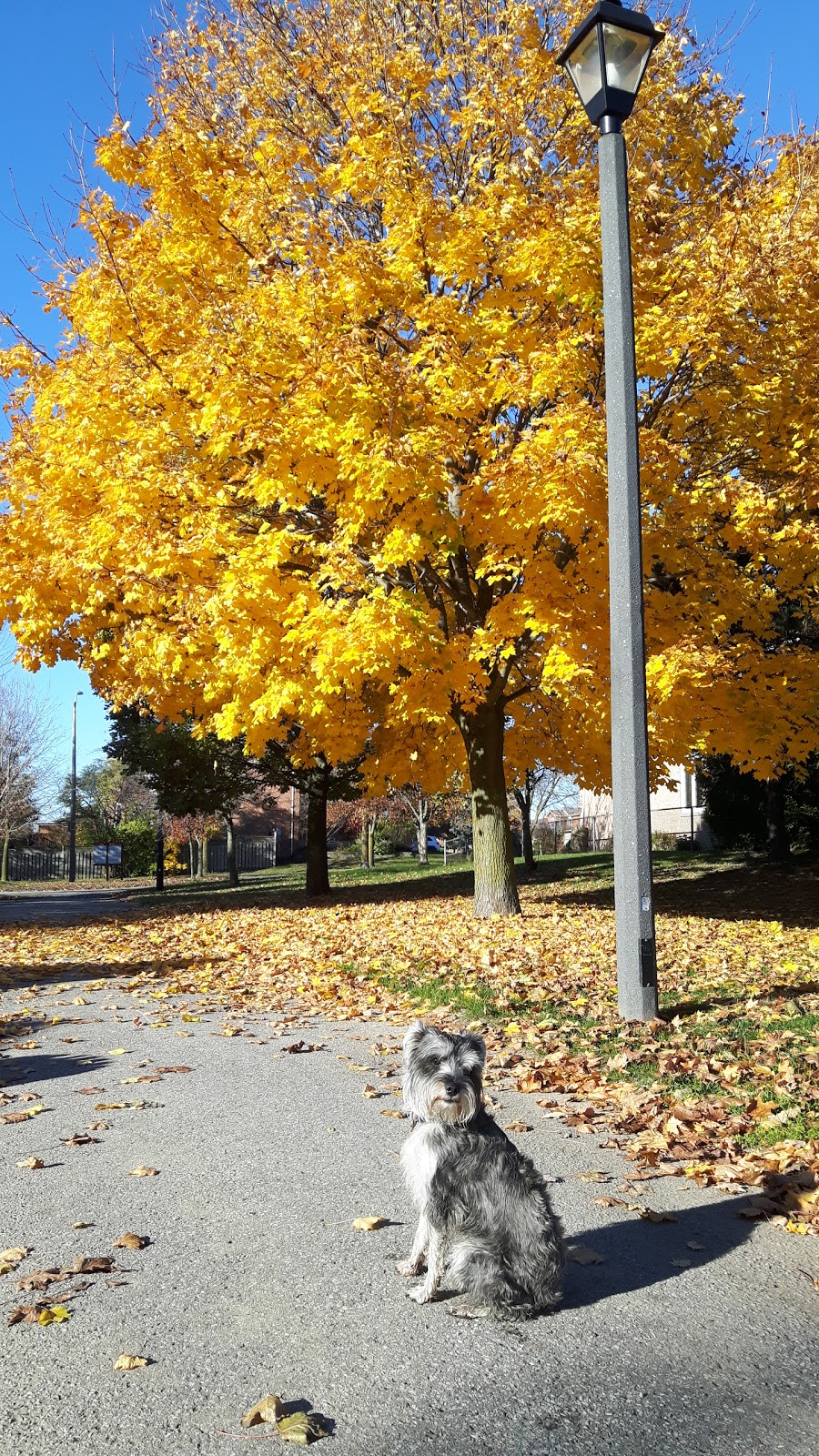 Pine Farm Park | 25 Ashfield Dr, Richmond Hill, ON L4E 2M1, Canada | Phone: (905) 771-8870
