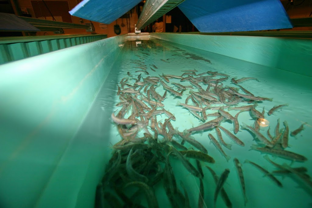 Allison Creek Brood Trout Hatchery Station | Crowsnest Pass, AB T0K 0M0, Canada | Phone: (403) 563-3385