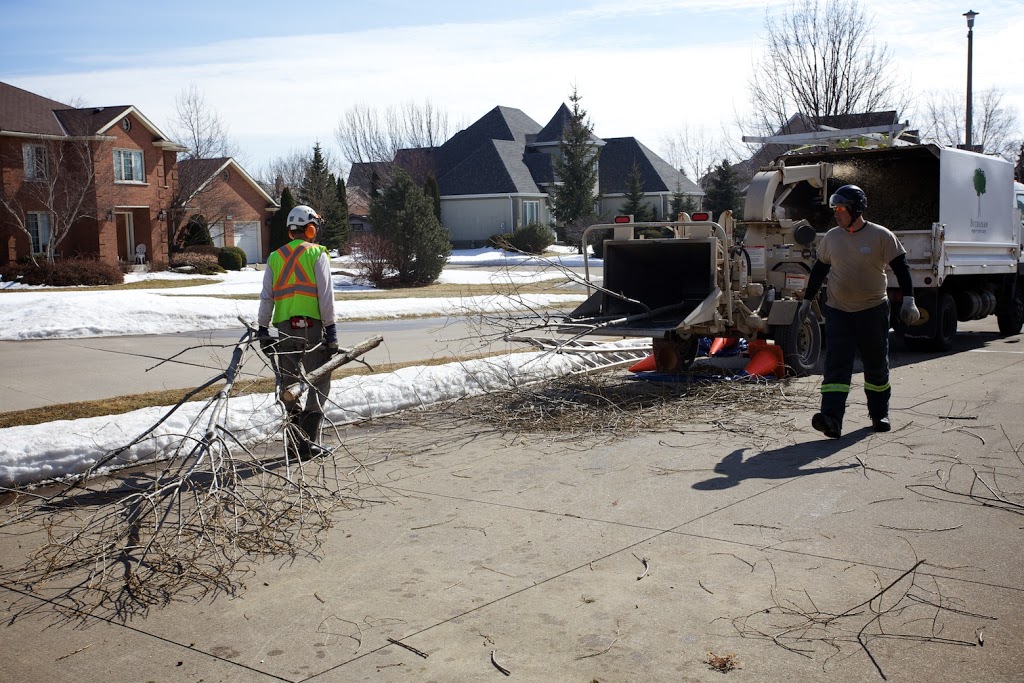 Buchanan Expert Tree Care Inc | 370 Welland Rd, Fenwick, ON L0S 1C0, Canada | Phone: (905) 892-6579