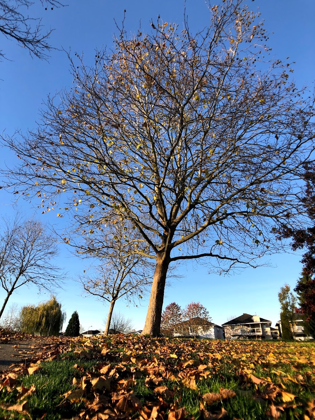 McLean Park | 22500 McLean Ave, Richmond, BC V6V 2P7, Canada | Phone: (604) 244-1208