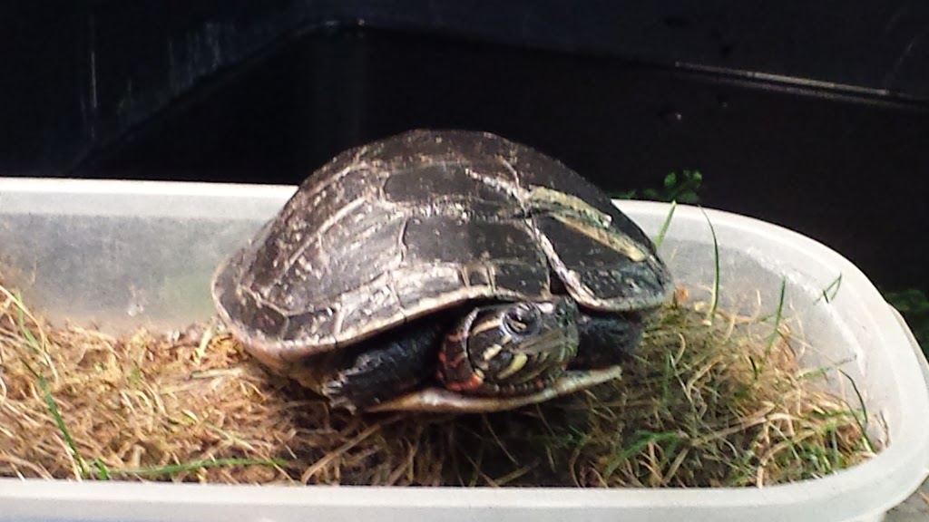 Ontario Turtle Conservation Centre | 1434 Chemong Rd #4, Peterborough, ON K9J 6X2, Canada | Phone: (705) 741-5000