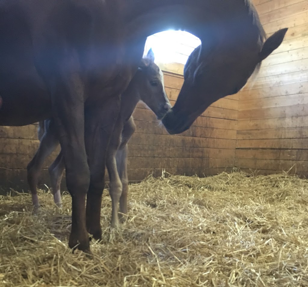 Kings Galeón Breeding & Sales | Middletown Rd, Puslinch, ON N0B 2J0, Canada | Phone: (905) 520-9040