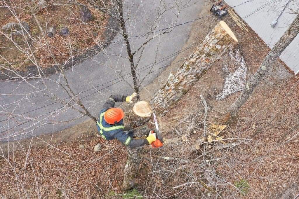 Arboriculture Pagé | 145 Rue Lesage, Saint-Raymond, QC G3L 2L8, Canada | Phone: (418) 283-2083