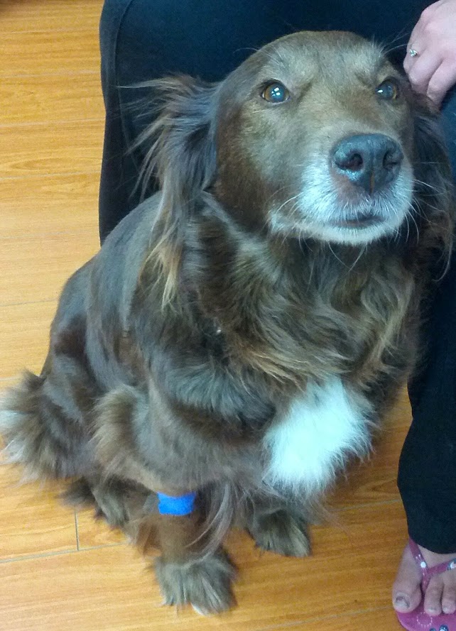 Yonge 16th Animal Hospital | 9218 Yonge St, Richmond Hill, ON L4C 7A2, Canada | Phone: (905) 597-1012