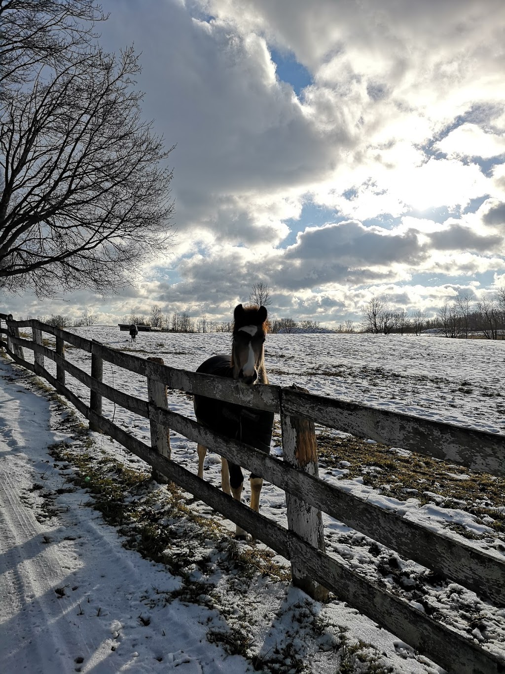Lenka Equestrian Centre | 750 Concession 8 W, Puslinch, ON N0B 2J0, Canada | Phone: (905) 629-2238