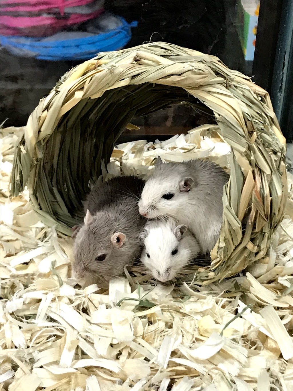 Pet Valu | 707 River Rd W, Wasaga Beach, ON L9Z 1N7, Canada | Phone: (705) 429-8686