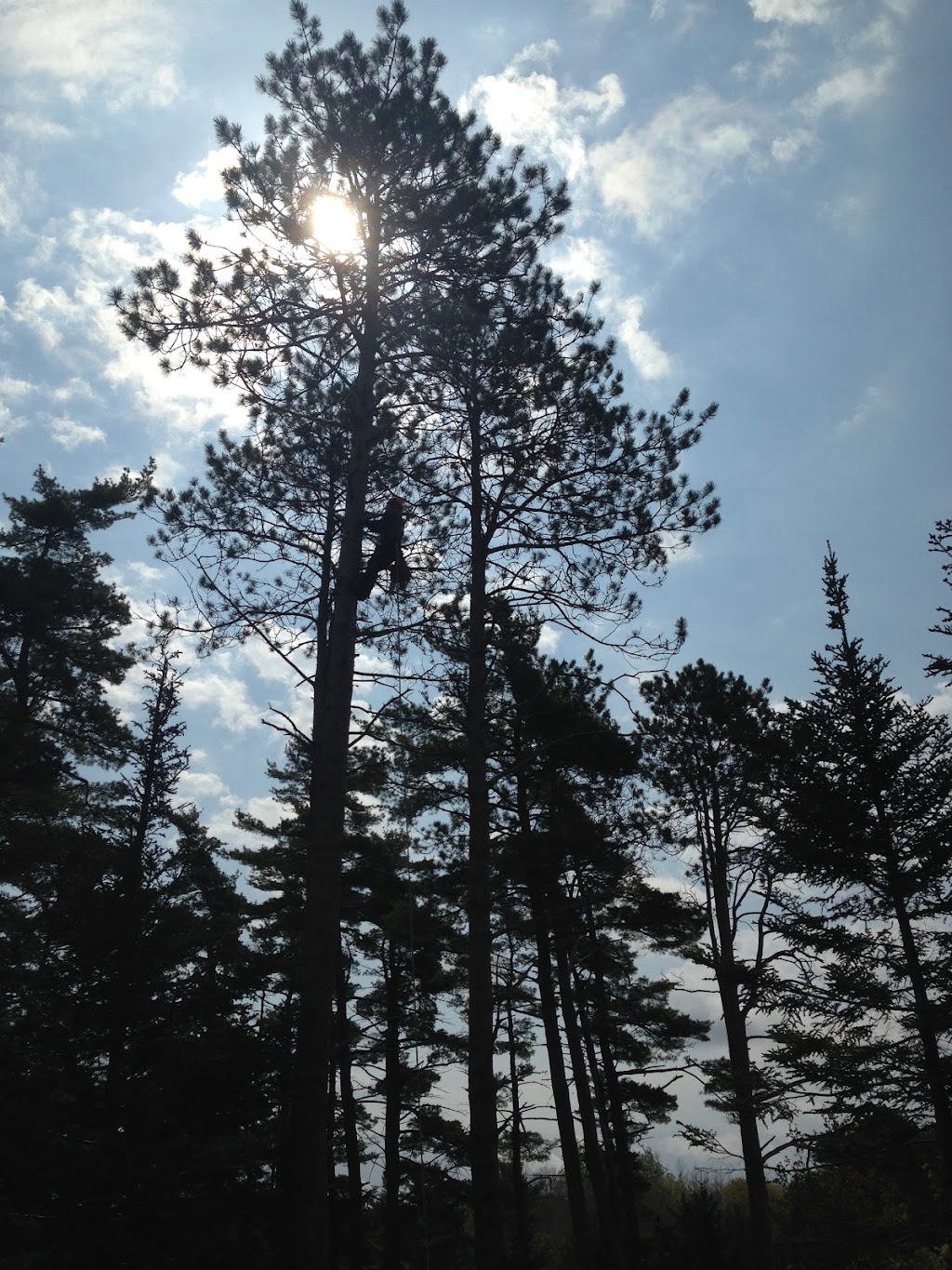 Mayfair Tree Care Ltd | 115 Northwind Rd, Pleasantville, NS B0R 1G0, Canada | Phone: (902) 543-3503