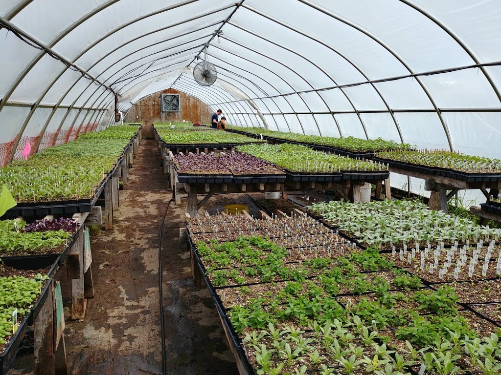Trout Lily | 5877 Fourth Line, Guelph/Eramosa, ON N0B 2K0, Canada | Phone: (226) 979-0062
