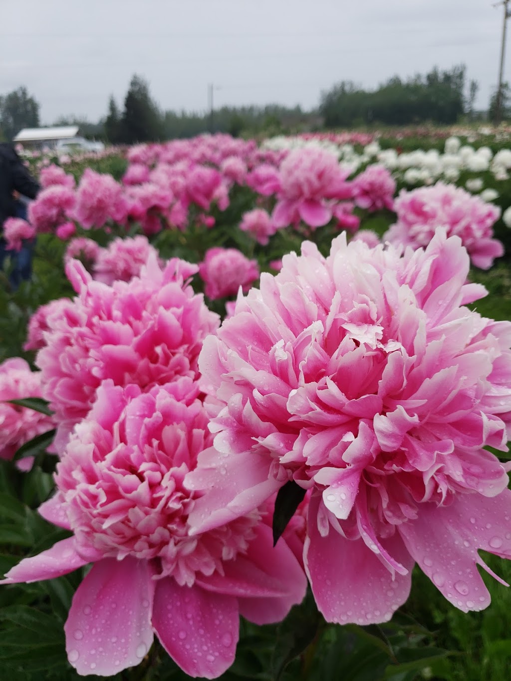 Pure Peonies - 2949 E Badger Rd, Everson, WA 98247, USA