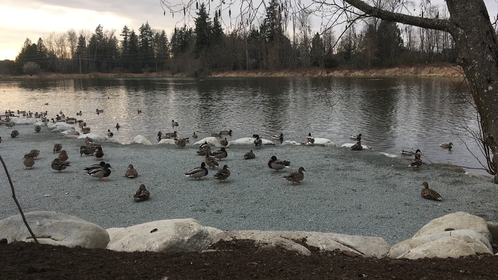 Brydon Lagoon | 5257 197 St, Langley City, BC V3A 7X8, Canada | Phone: (604) 514-2823