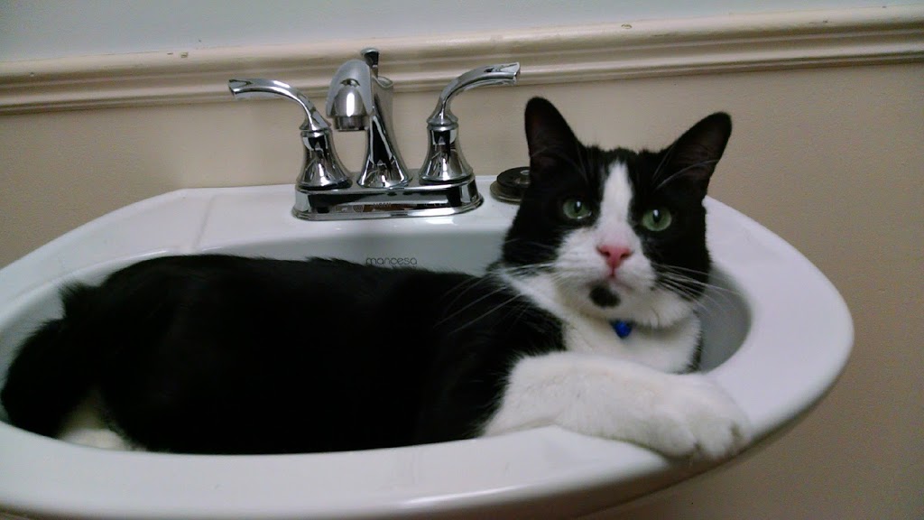 Cats Castle Cat Hotel | 1354 Bronte Rd, Oakville, ON L6M 4G4, Canada | Phone: (905) 847-7770
