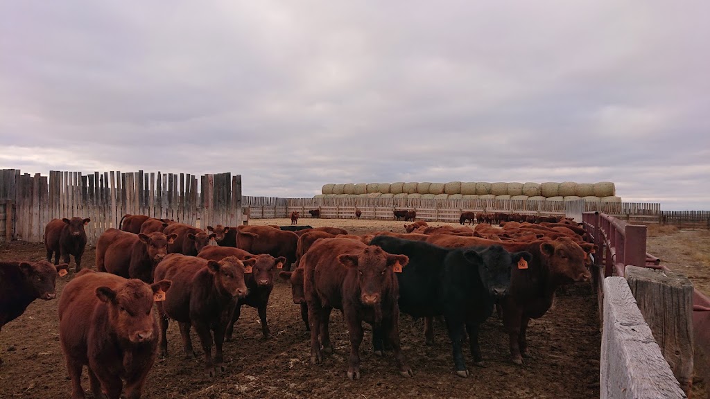 Rebel Creek Angus | 25239, Range Rd 122, Pollockville, AB T0J 2L0, Canada | Phone: (403) 633-2726