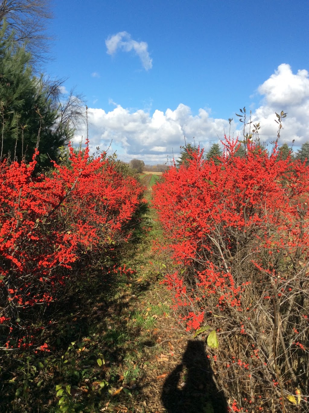 Berry Barn Farms | 22987 Pioneer Line, Rodney, ON N0P 1X0, Canada | Phone: (519) 630-5772
