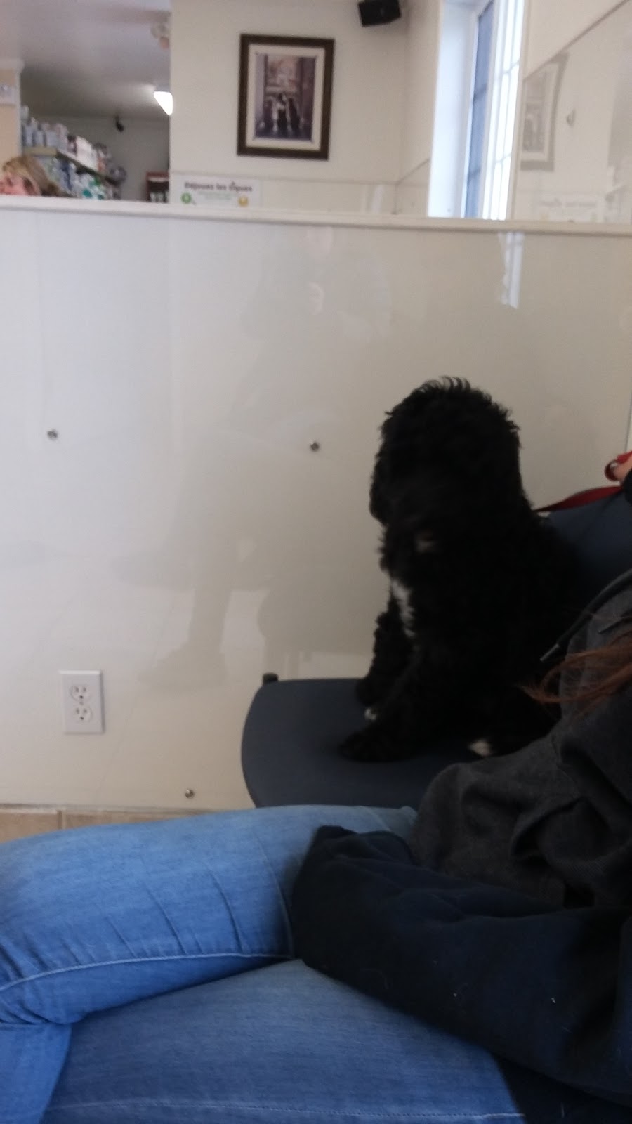 Veterinary Clinic Lavaltrie | 2100 Rue Notre-Dame, Lavaltrie, QC J5T 1N7, Canada | Phone: (450) 586-4435