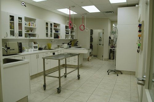 MacKays Animal Hospital | 5014 New St Unit 1, Burlington, ON L7L 1V1, Canada | Phone: (905) 632-0490