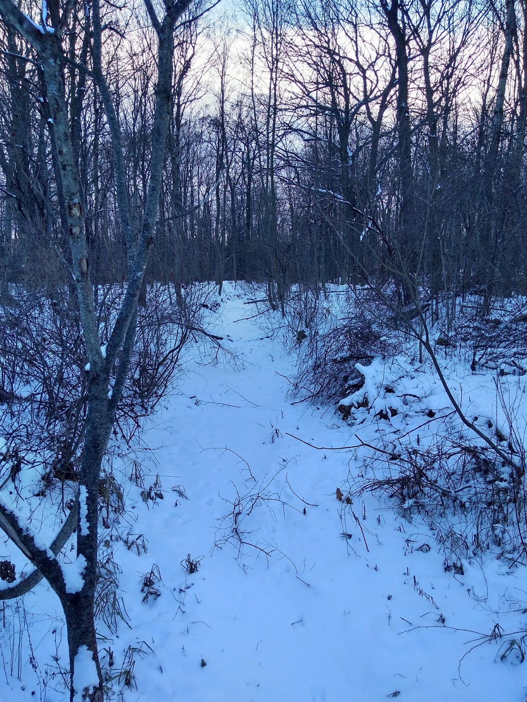 IdleWood park | 90 Harold Ave, Kitchener, ON N2A 2H8, Canada