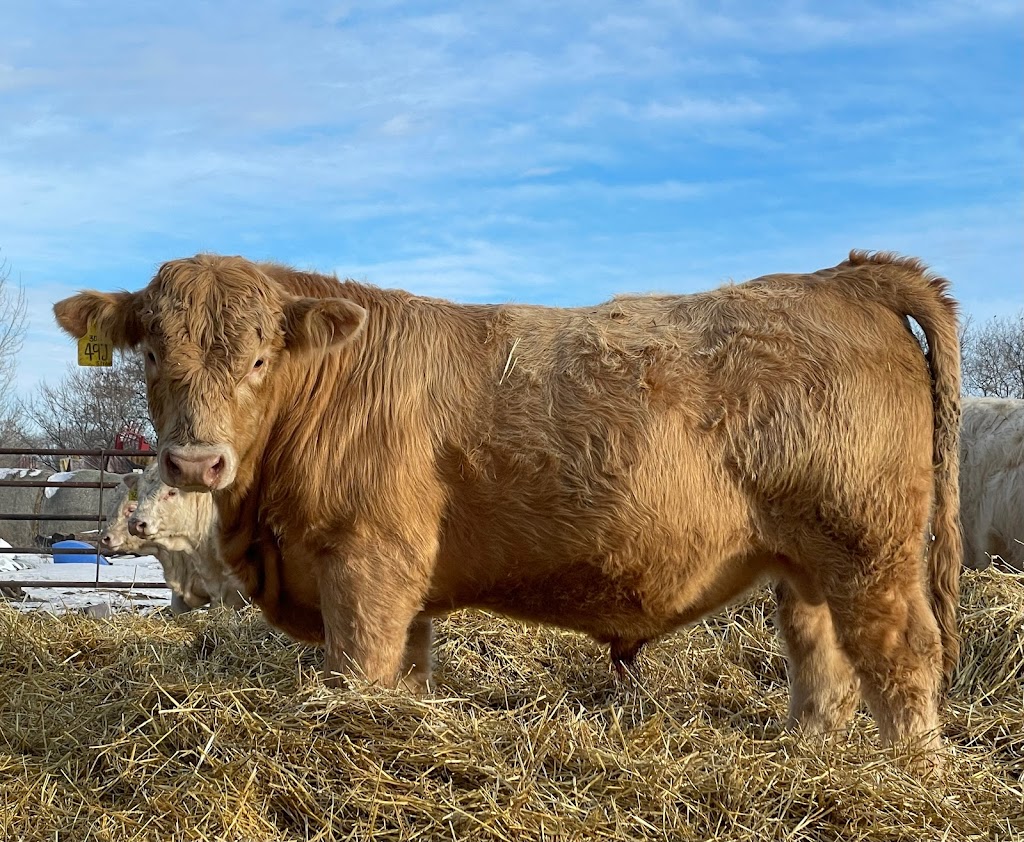 Sunshine Oak Charolais | 49°3806.3"N 98°5701.7"W, Holland, MB R0G 0X0, Canada | Phone: (204) 526-5087