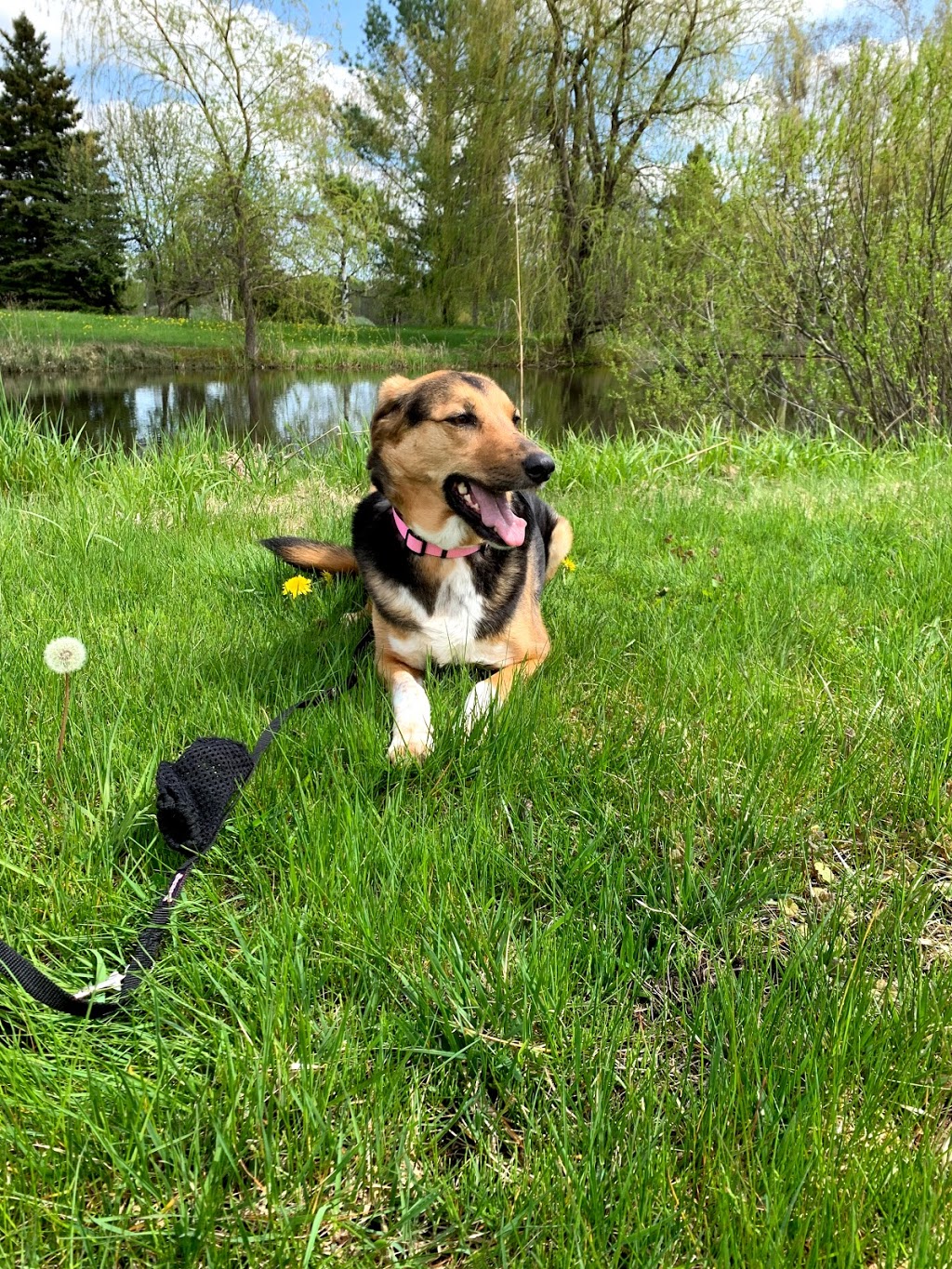 Sticks n Bones Dog Daycare, Boarding and Training | 2543 Innisfil Beach Rd, Innisfil, ON L9S 4C1, Canada | Phone: (705) 436-4545