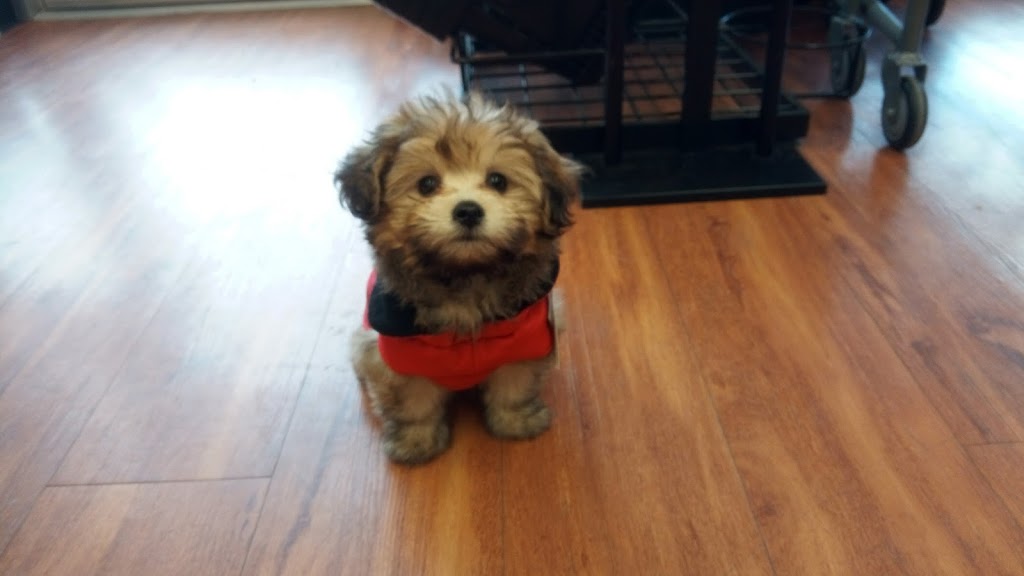 Bosleys by Pet Valu | 3610 Carrington Rd, Westbank, BC V4T 3K7, Canada | Phone: (250) 768-7875