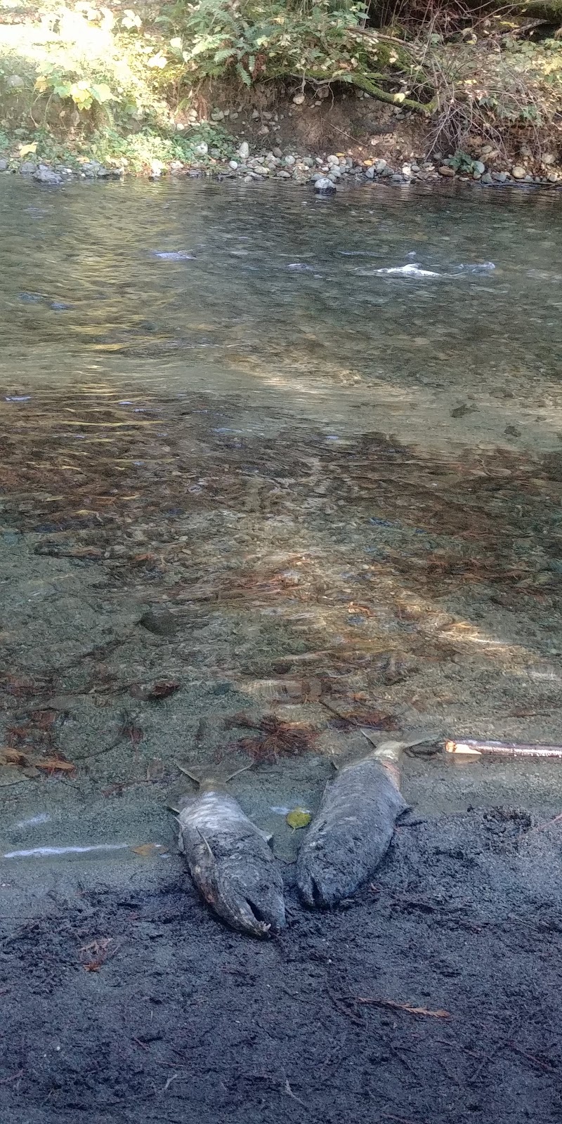 Nanaimo River Hatchery | 2775 Rugby Rd, Nanaimo, BC V9X 1T2, Canada