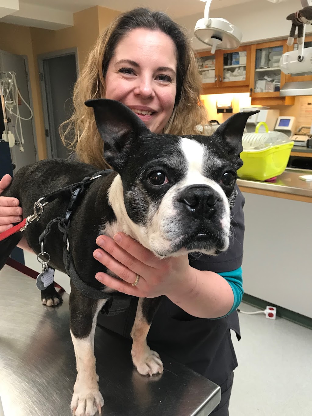 Medecin Veterinaire St-Louis | 3928 Rue St-Hubert, Montréal, QC H2L 4A5, Canada | Phone: (514) 282-1161