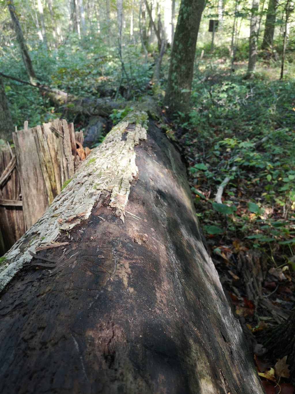 Tulip Tree Trail | Gardiner, Morpeth, ON N0P 1X0, Canada