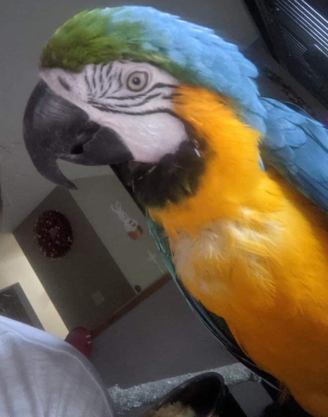 Winged Oasis Parrot Rescue | 571 Giroux St, Pembroke, ON K8A 4G8, Canada | Phone: (289) 829-0294