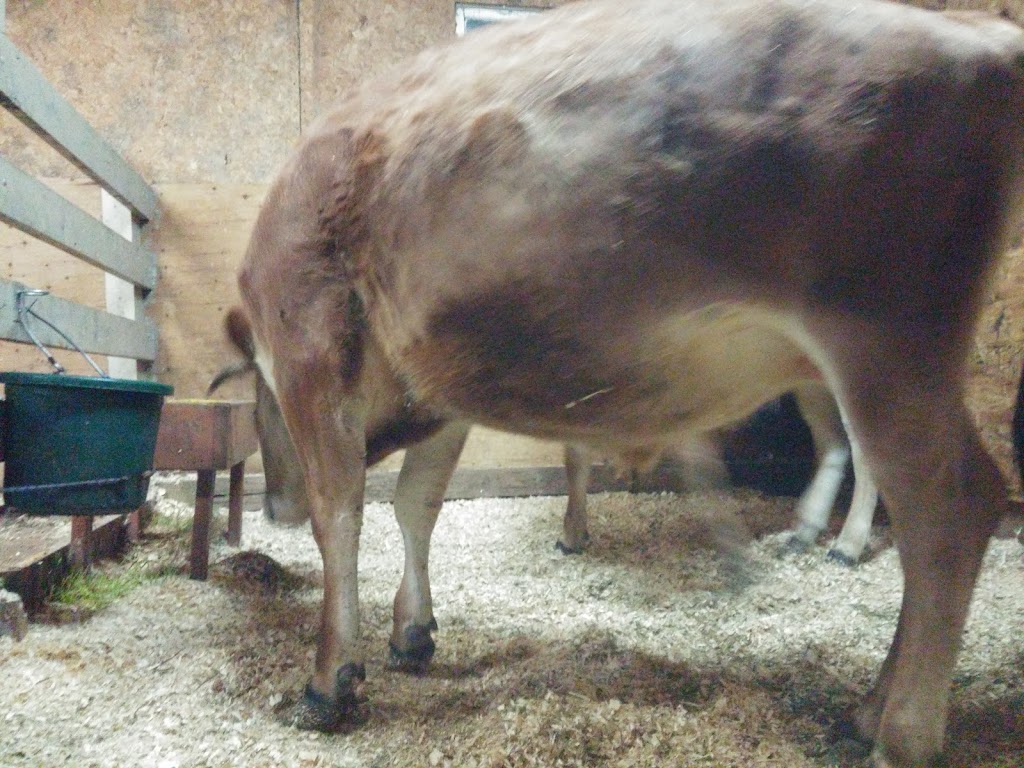 Ferme vache heureux | 2083 Chemin St Louis, Saint-Lazare, QC J7T 1Y2, Canada | Phone: (438) 929-3840