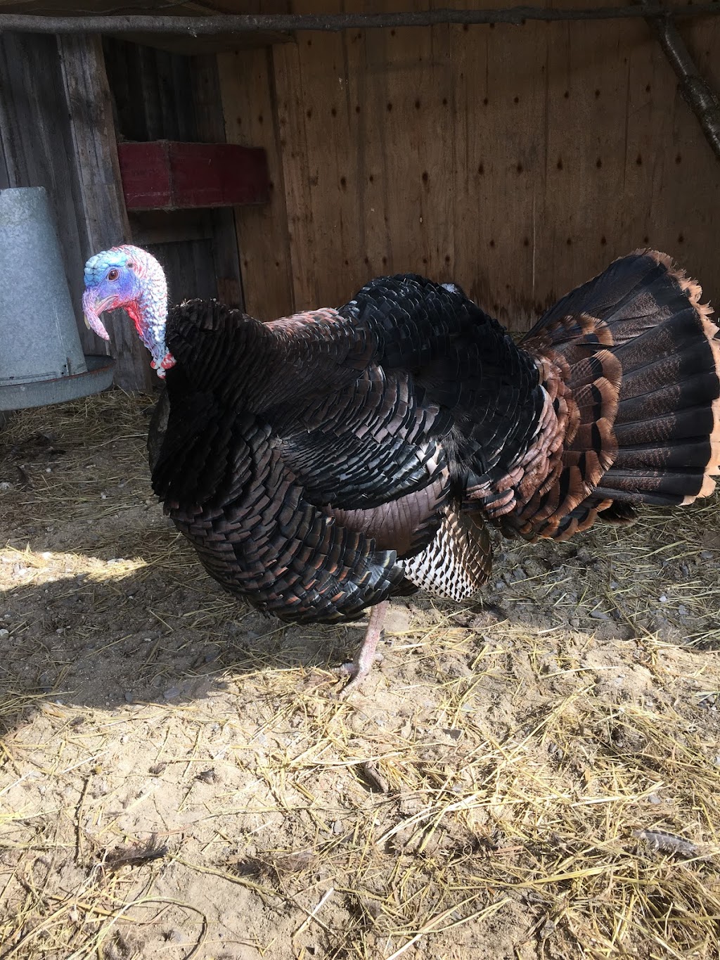 LÉrablière du Sanglier | 8405 Chemin St Jérusalem, Lachute, QC J8H 2C5, Canada | Phone: (450) 562-7932