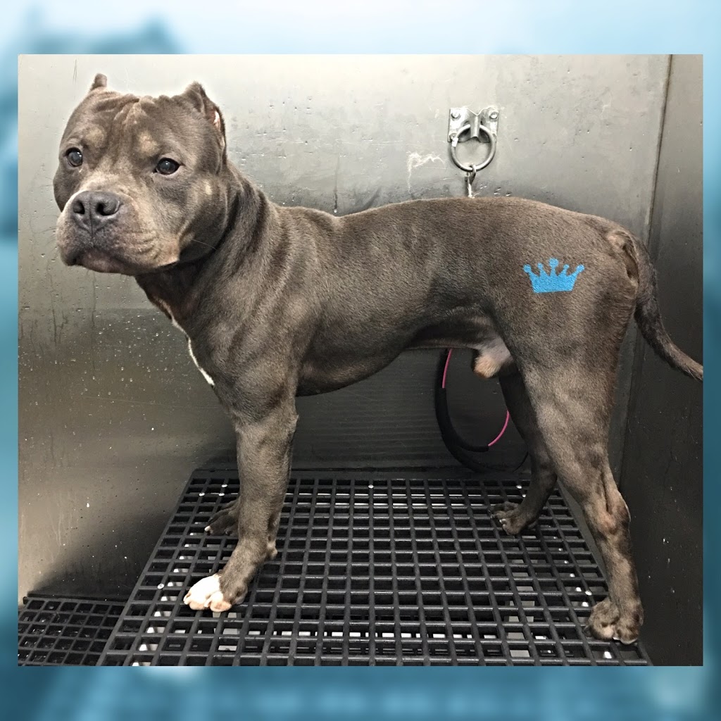 Crowned Canines Dog Grooming Spa & Boutique | 63 Queen St S Unit 6, Mississauga, ON L5M 3S9, Canada | Phone: (905) 997-4738