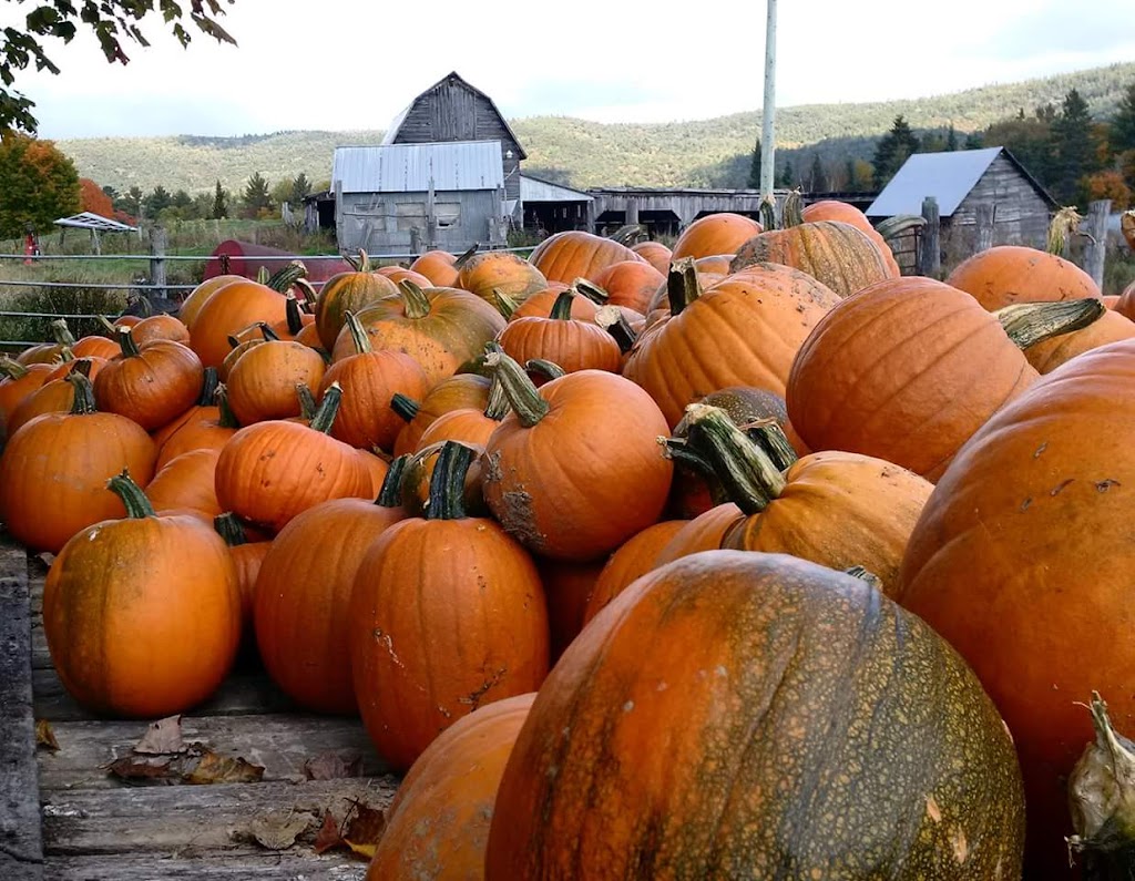 Three Hill Farm | 112 Chem. Conroy, Chapeau, QC J0X 1M0, Canada | Phone: (613) 281-4553