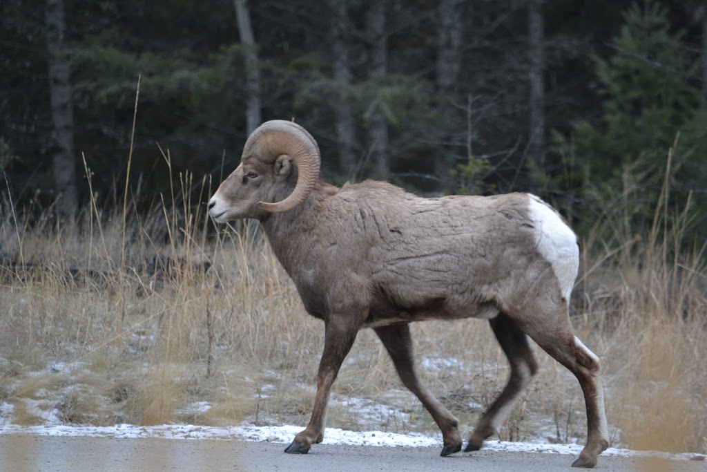 Radium Elk Park B&B | 4943 Saddlewood Ln, Radium Hot Springs, BC V0A 1M0, Canada | Phone: (250) 347-9522