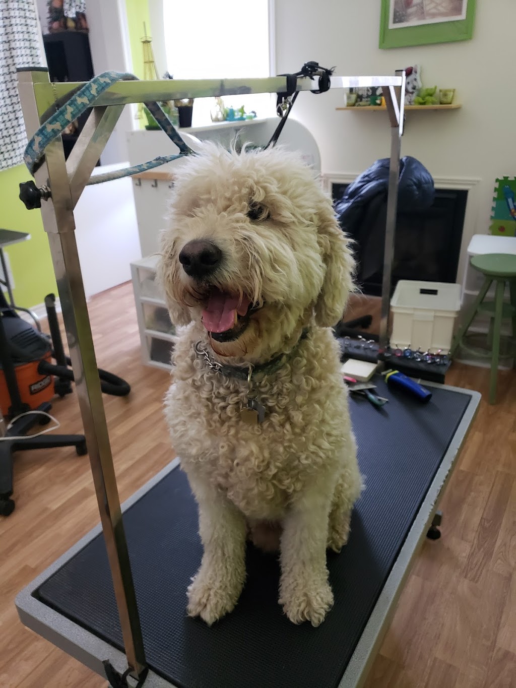 Yuppy Puppy Spa | 78 Barnstone Dr, Markham, ON L6E 0L9, Canada | Phone: (647) 886-6312