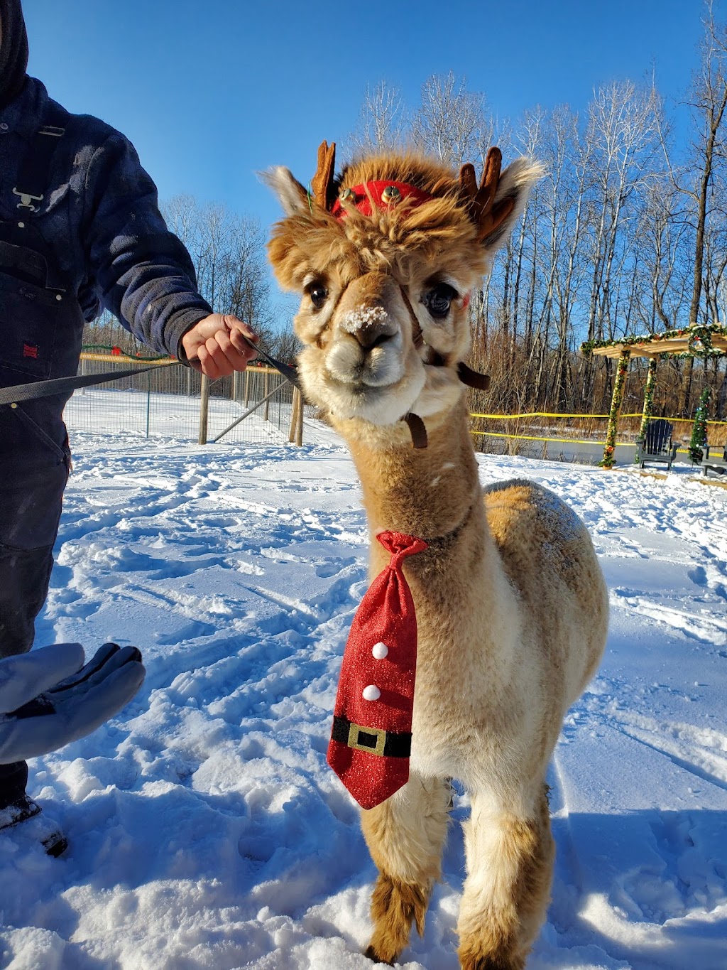 Alpaca Ridge Farms | 152 Smith Rd, Stirling, ON K0K 3E0, Canada | Phone: (705) 928-6773